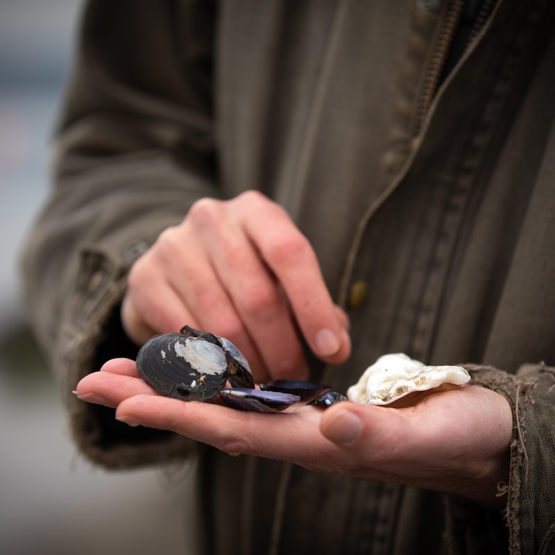 Les mains de Christopher Harley tenant des coquillages, près de Vancouver, en Colombie-Britannique, en novembre 2022.