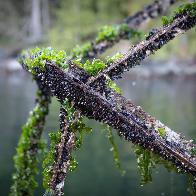Une structure en bois recouverte de petites moules et d'algues, dans la baie de Okeover, en Colombie-Britannique, en novembre 2022.