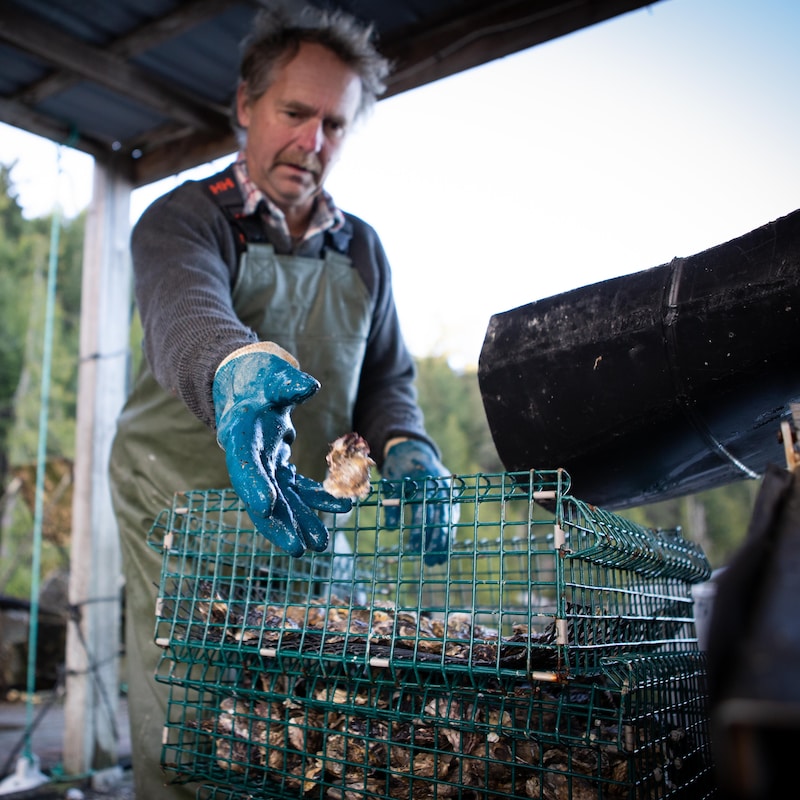 Yves Perreault est en train de jeter une huître dans un casier contenant d’autres huîtres, dans la baie de Okeover, en Colombie-Britannique, en novembre 2022.