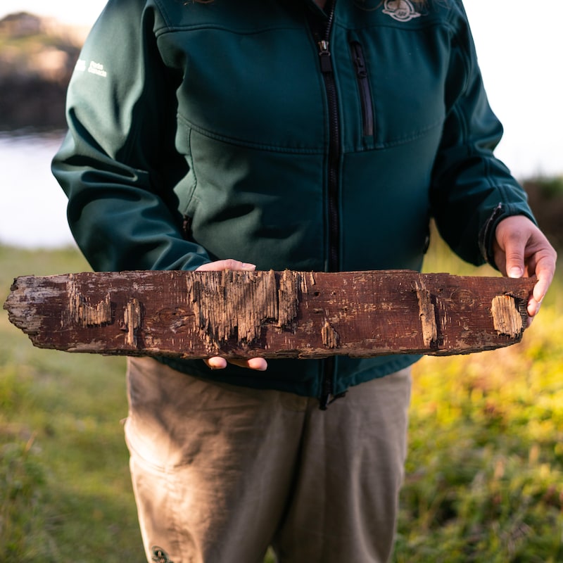 Une personne avec la veste de Parc Canada tient une vieille planche en bois, en mai 2022 sur l'île d'Arcy en Colombie-Britannique.