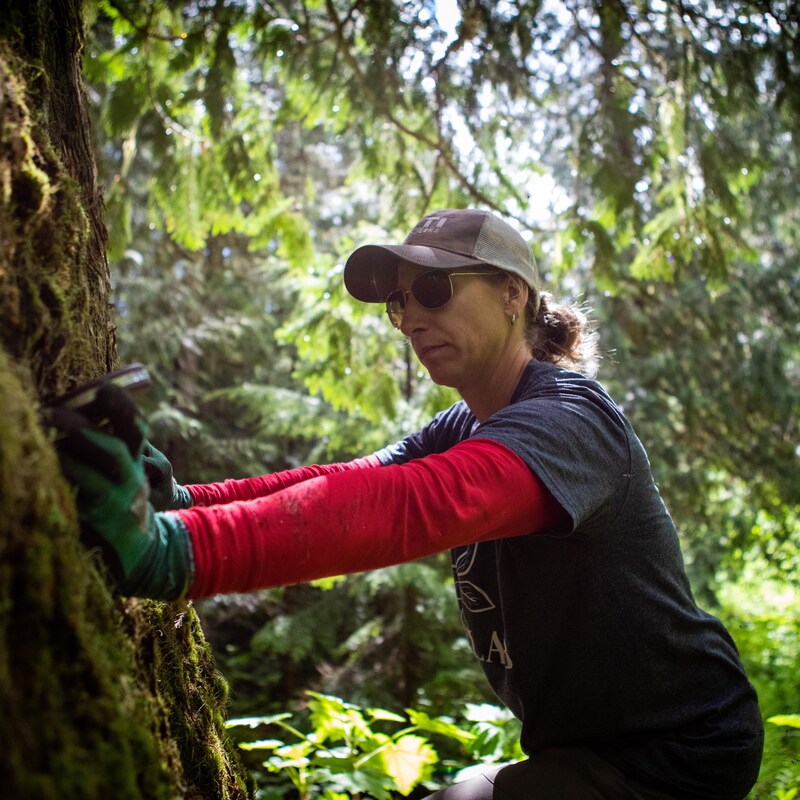 Lisa Wood mesure la circonférence du tronc d'un arbre de la forêt au Parc provincial Chun T'oh Whuduju, en Colombie-Britannique, en juin 2022.