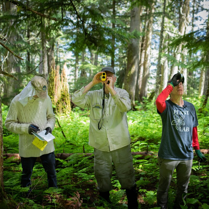 Nowell Senior, Darwyn Coxson et Lisa Wood sont en train de mesurer les cèdres rouges de la forêt du Parc provincial Chun T'oh Whudujut, en Colombie-Britannique, en juin 2022.