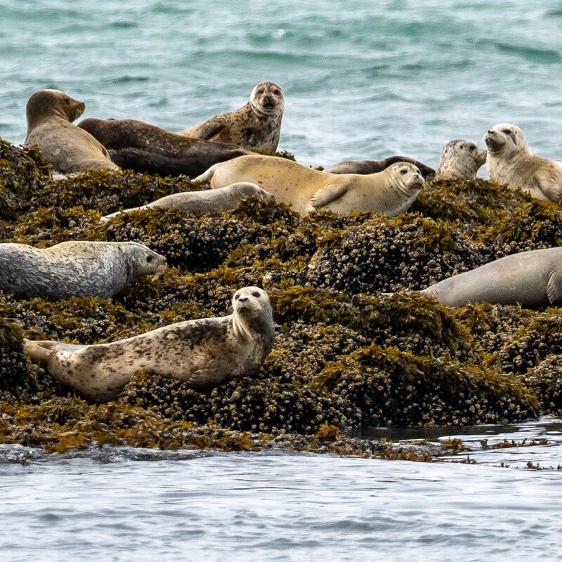 Un groupe de phoque sur le récif, pas mal tranquille sur l'île du Phare de Eldred Rock en Alaska, juillet 2022.