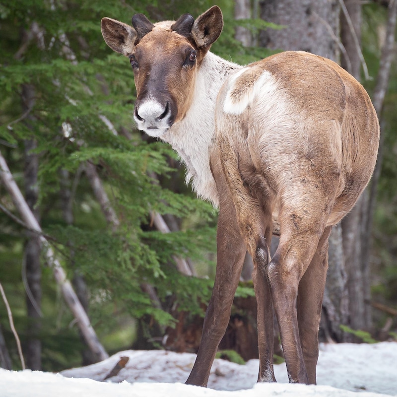 Un caribou sans ses bois dans la forêt avec de la neige au sol, en Colombie-Britannique.