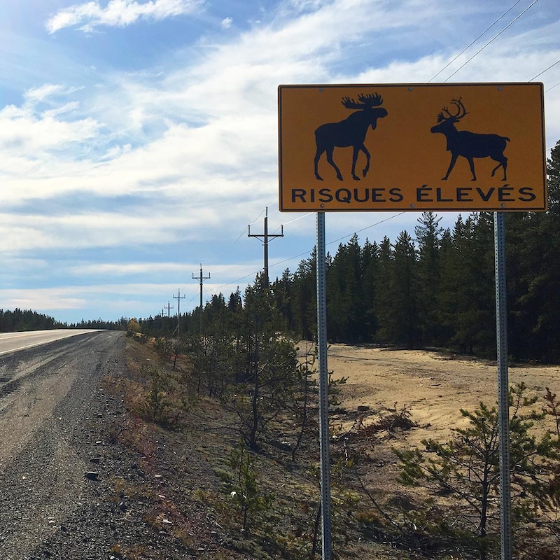 Un panneau de signalisation indiquant la présence d'orignaux et de caribous.