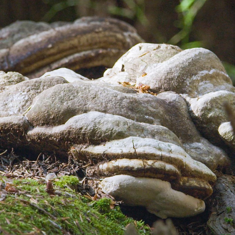 Des champignons poussant sur un tronc d'arbre.