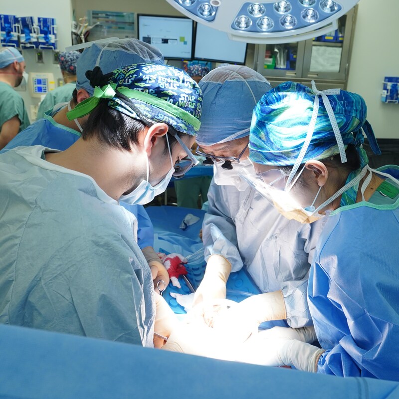 Une équipe médicale prépare le rein de Frédéric.