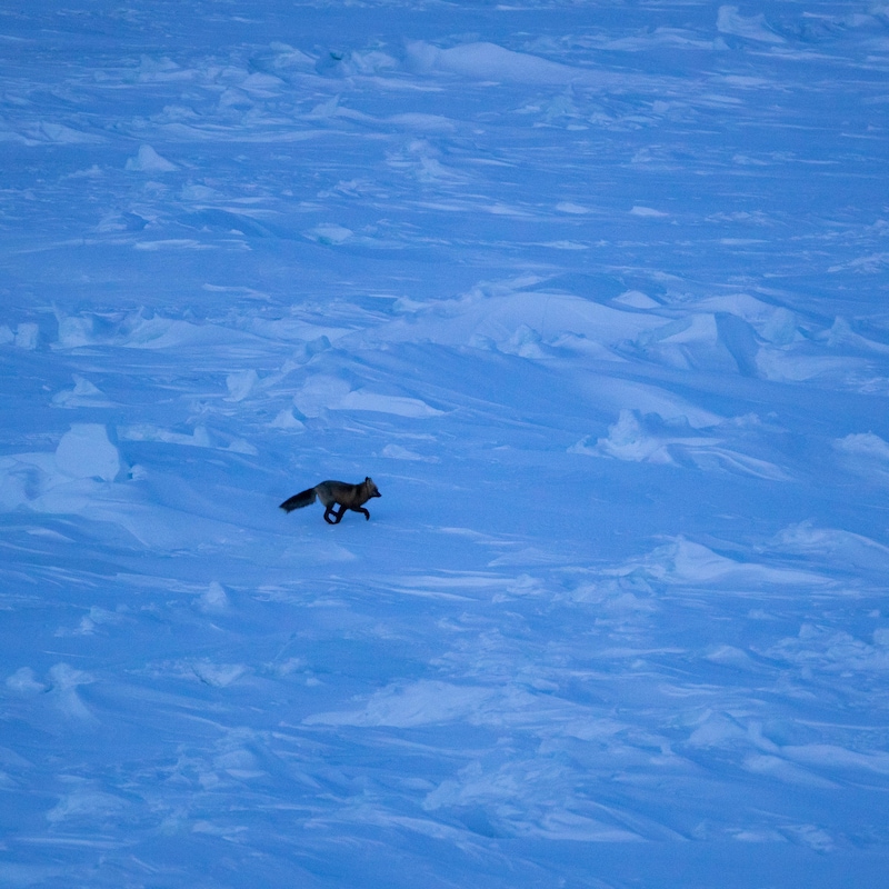 Un renard qui court sur la glace