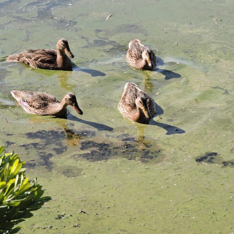 Canards dans des cyanobactéries