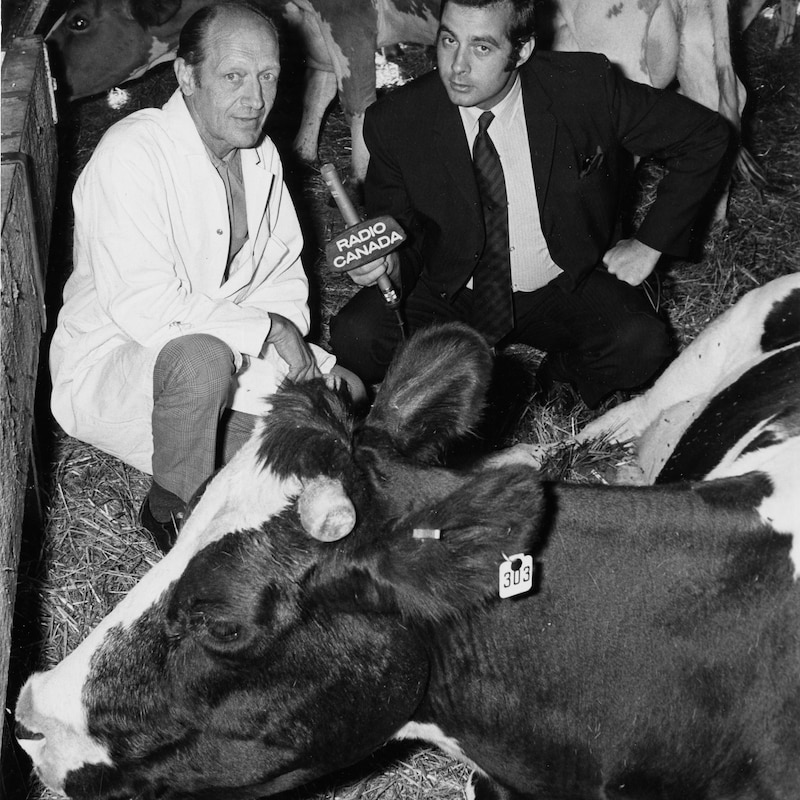 Deux hommes accroupis au sol parmi les vaches, l'un d'eux tient un micro.