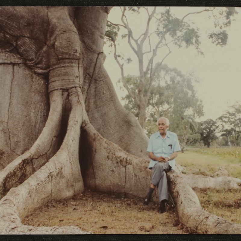 un homme assis au pied d'un grand arbre.