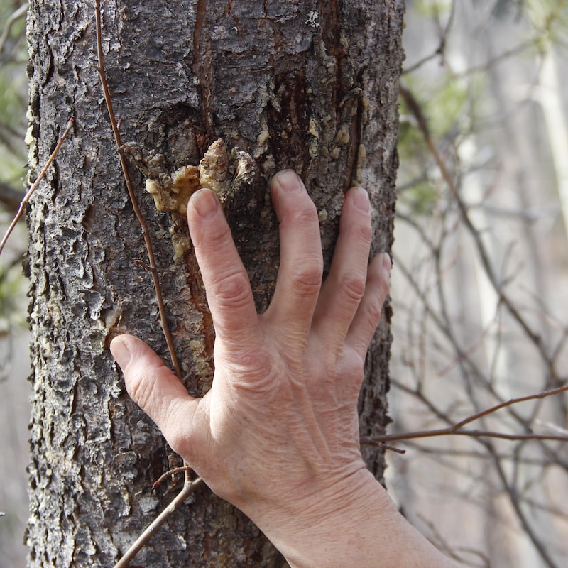 Une main superposée à une trace d'ours sur le tronc d'un arbre.