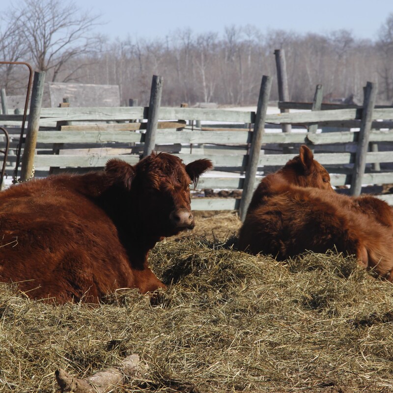 Deux vaches couchées sur de la paille.