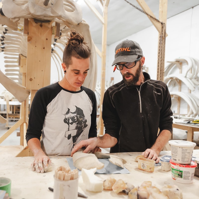 Deux travailleurs du GREMM discutent autour de deux morceaux de squelettes qu'ils retouches à l'aide de plâtre.