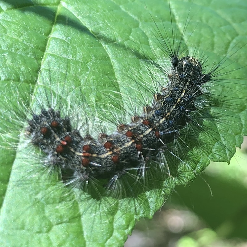 Une chenille spongieuse sur une feuille.