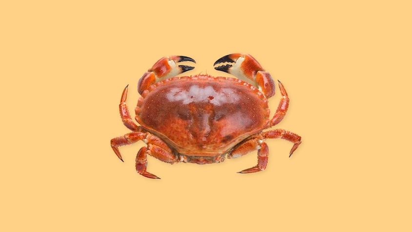 Un crabe sur fond jaune.