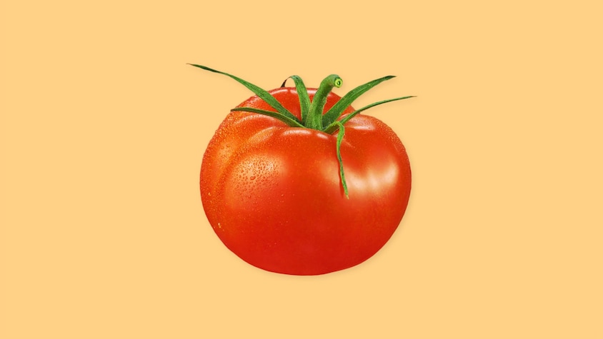 Une tomate rouge sur un fond jaune.