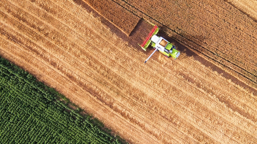 Un tracteur laboure un champ de blé.  