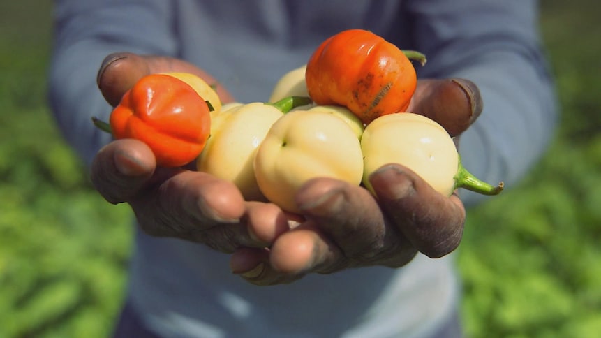 Edem Amegbo tient dans ses mains une dizaine de petits légumes jaunes et oranges.