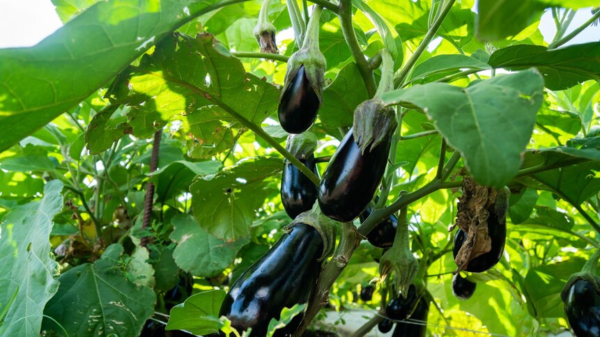 Des aubergines encore attachées à la plante, aux larges feuilles vertes.