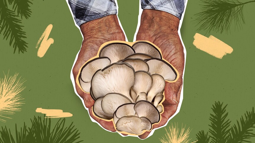 Illustration de mains qui tiennent des champignons sauvages.