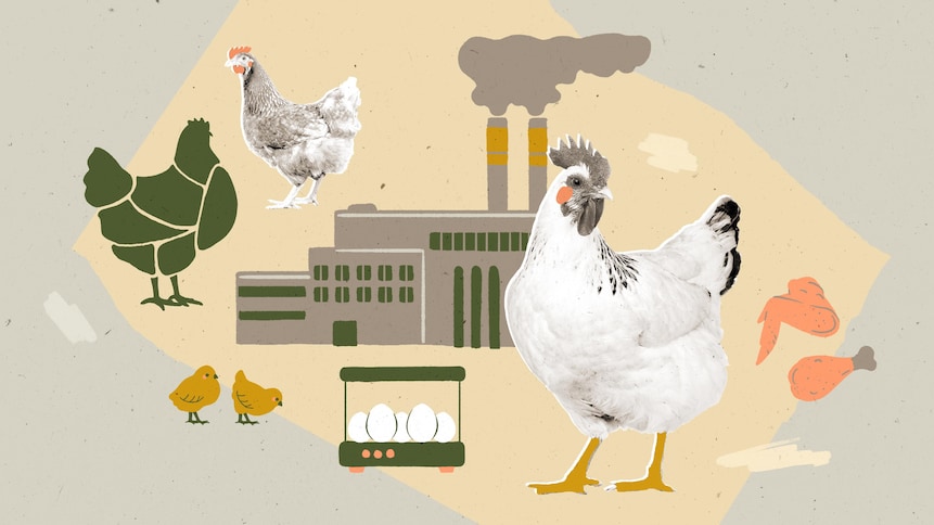 Une poule, des poussins et des oeufs, devant une usine de surtransformation.. 