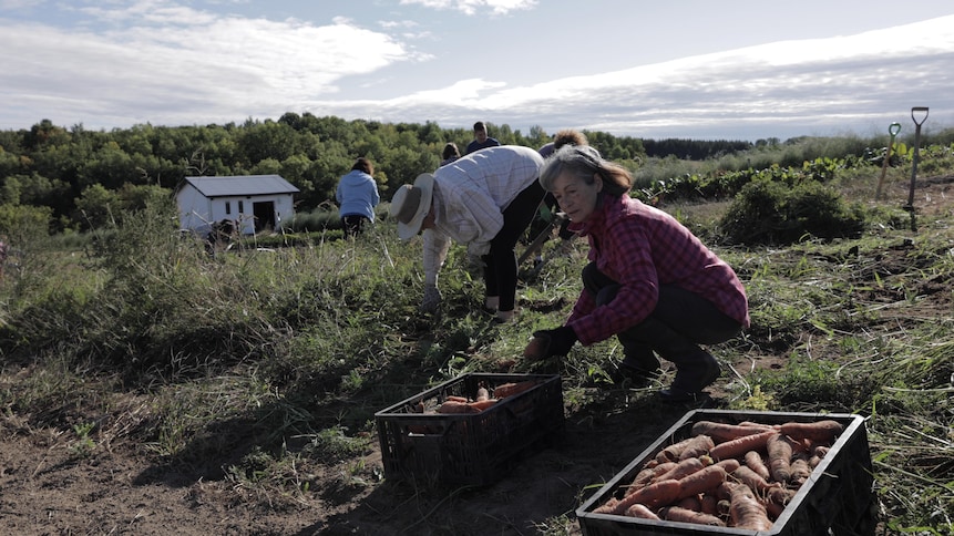 Des personnes dans un champ qui récoltent des carottes.