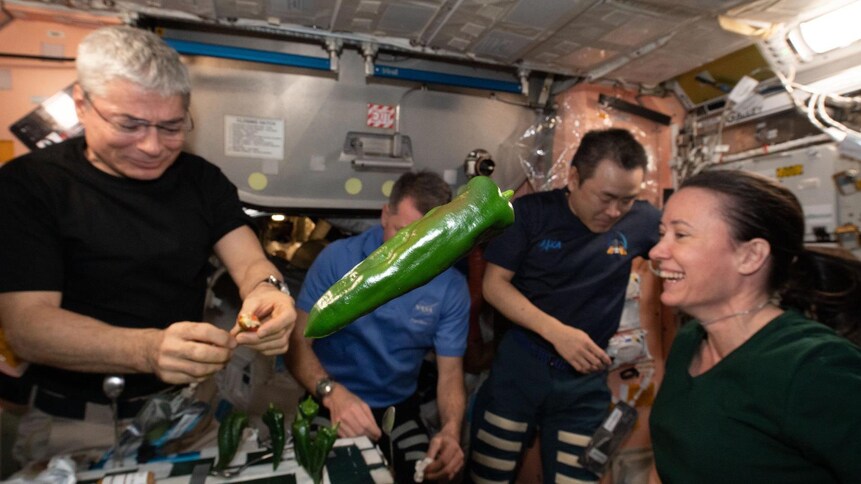 4 astronautes de la SSI sont dans une pièce fermée et on voit un piment vert en apesanteur.
