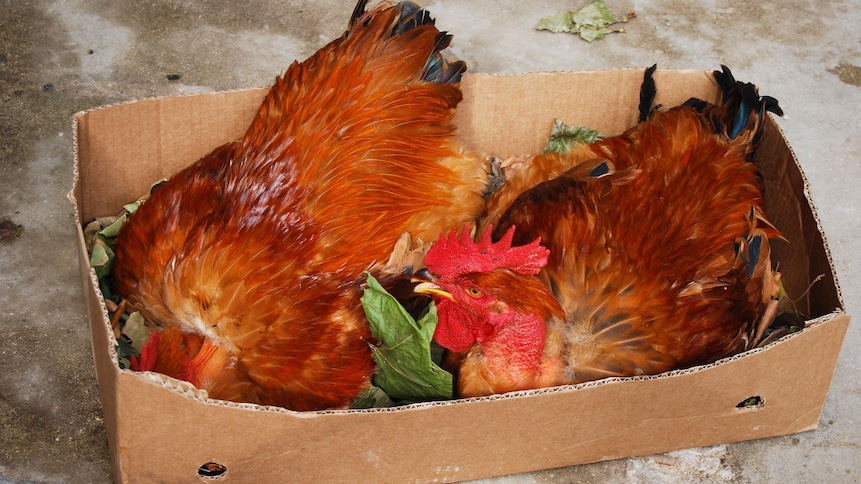 Deux poulets vivants dans une boite de carton.
