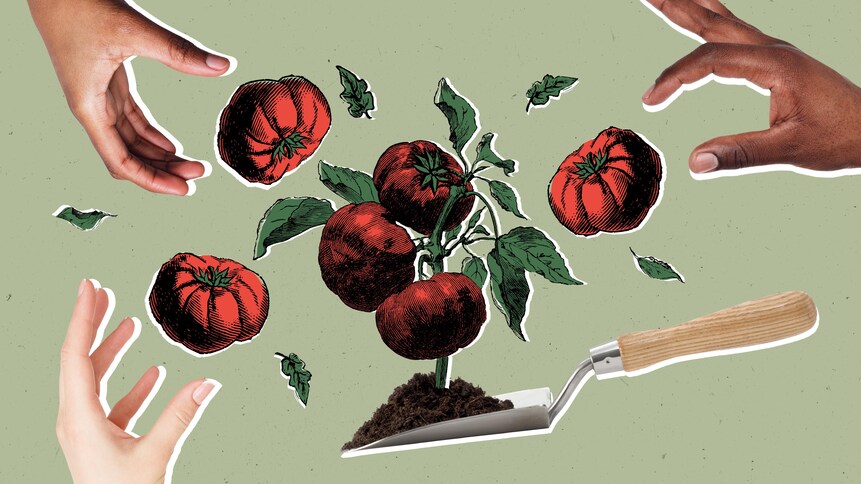 Des mains qui ramassent des tomates d'un potager.