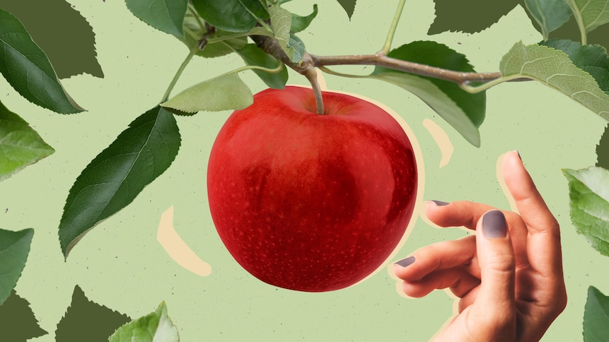 Une visuel montrant une main qui s'apprête à cueillir une pomme dans un arbre.