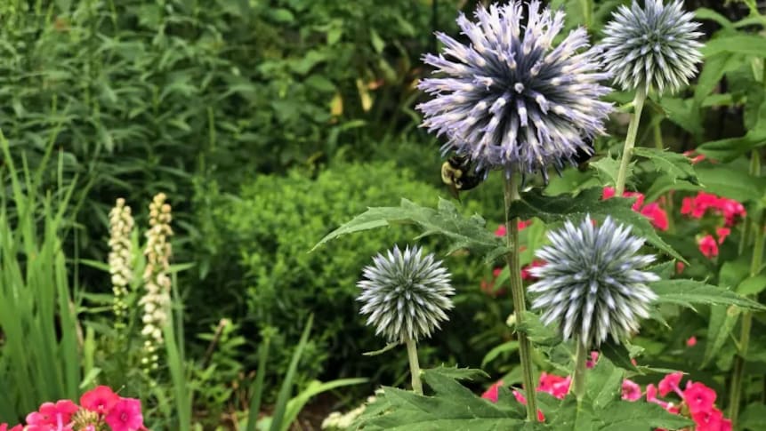 Une abeille sur une plante dans un jardin.