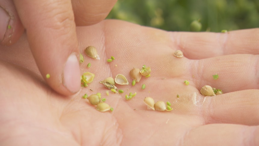 Des graines de caméline dans une paume de main.
