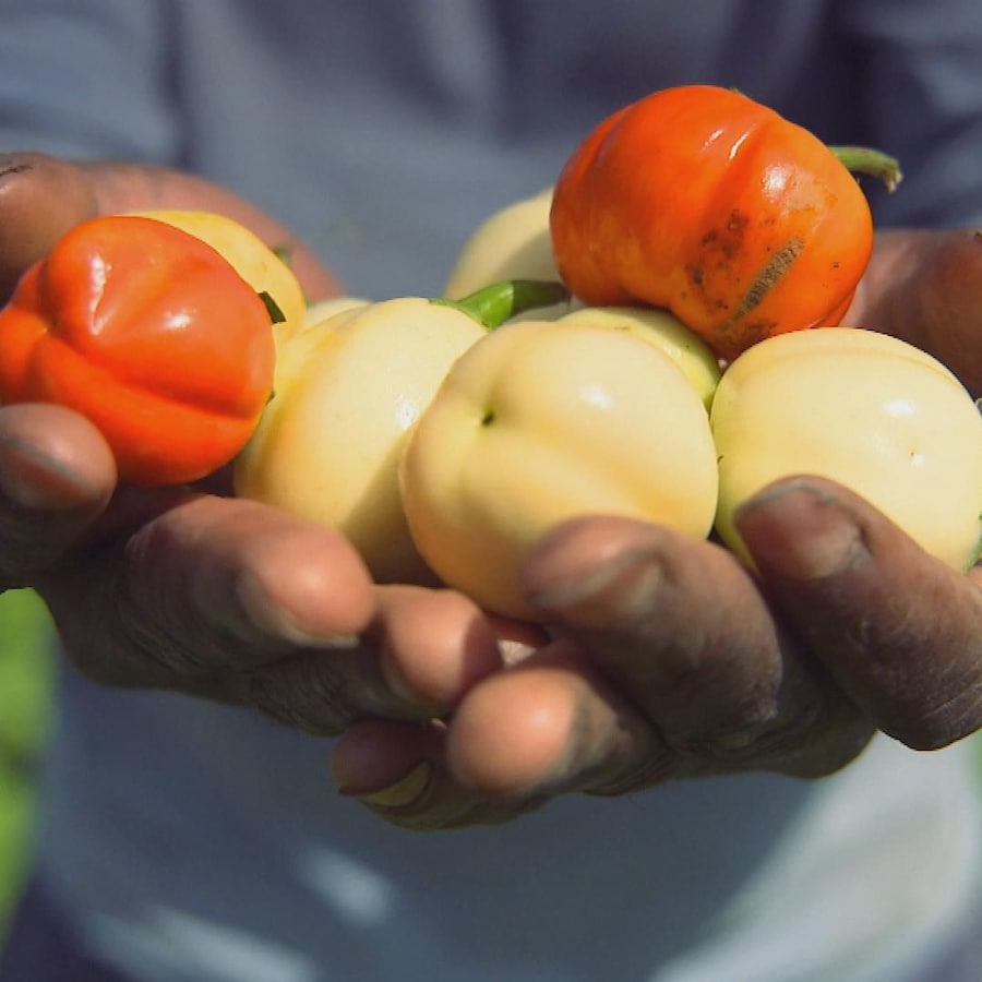 Edem Amegbo tient dans ses mains une dizaine de petits légumes jaunes et oranges.
