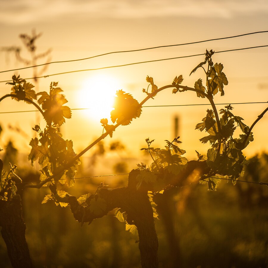 Des vignes au coucher du soleil.