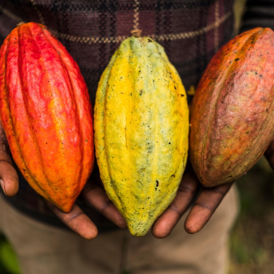 Trois cabosses de cacao dans les mains d'une personne.