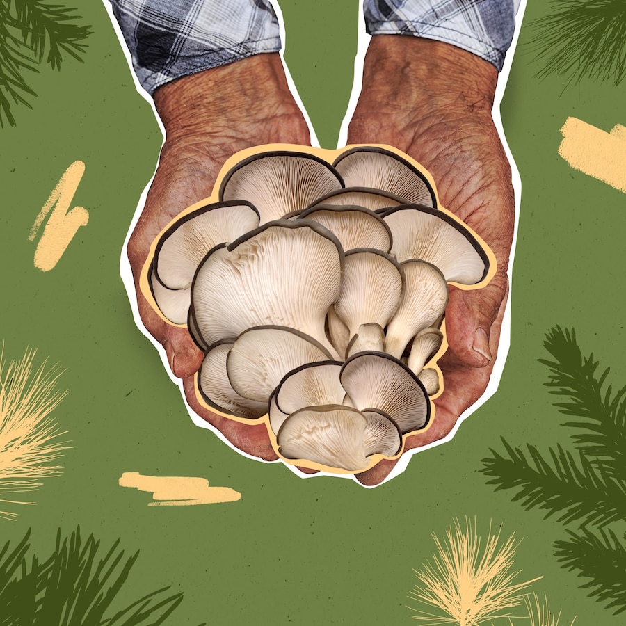 Illustration de mains qui tiennent des champignons sauvages.