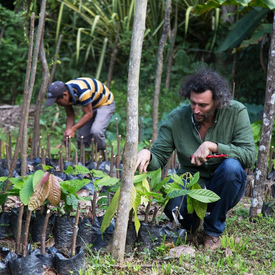 Un homme s'occupe de petits plants de cacaoyer dans la forêt.