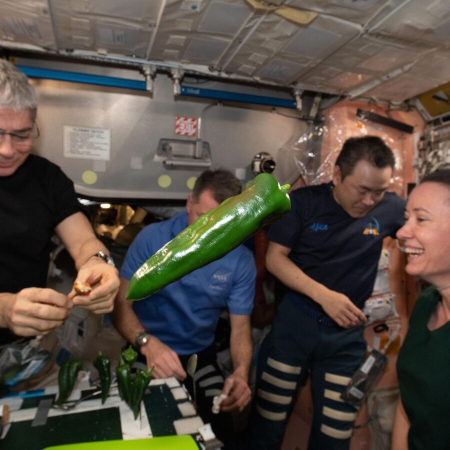 4 astronautes de la SSI sont dans une pièce fermée et on voit un piment vert en apesanteur.