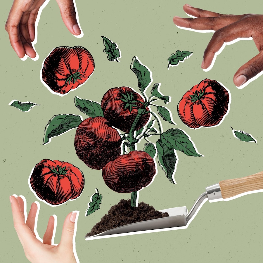 Des mains qui ramassent des tomates d'un potager.