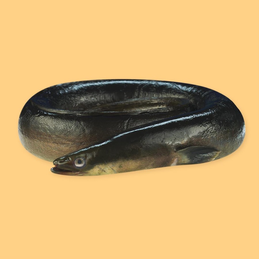 Une anguille noire. 