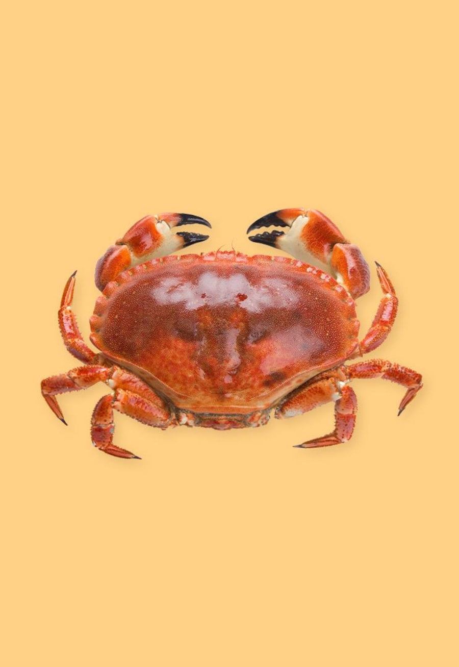 Un crabe entier.