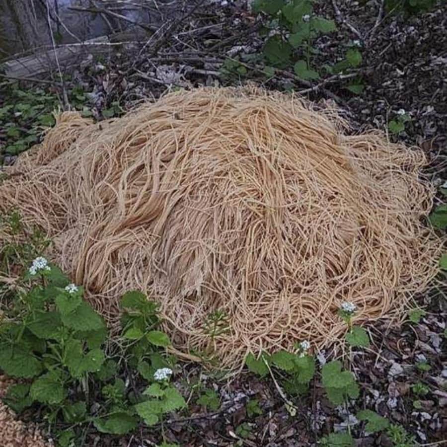 Un gros amas de spaghetti sur le sol entouré de plantes et de feuilles mortes.