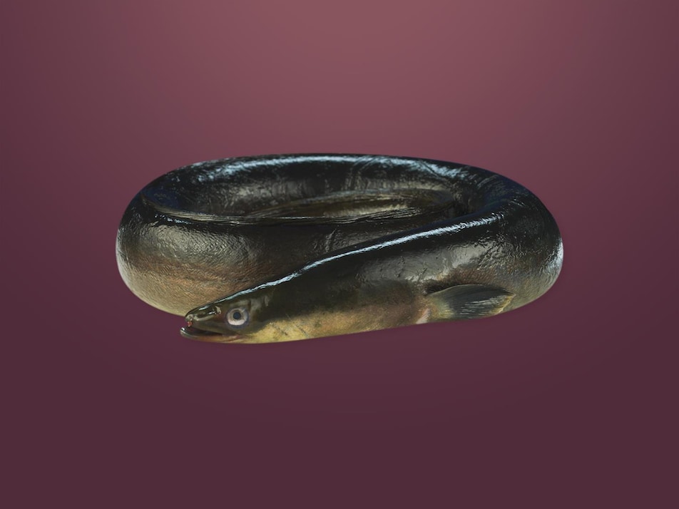 Une anguille noire. 