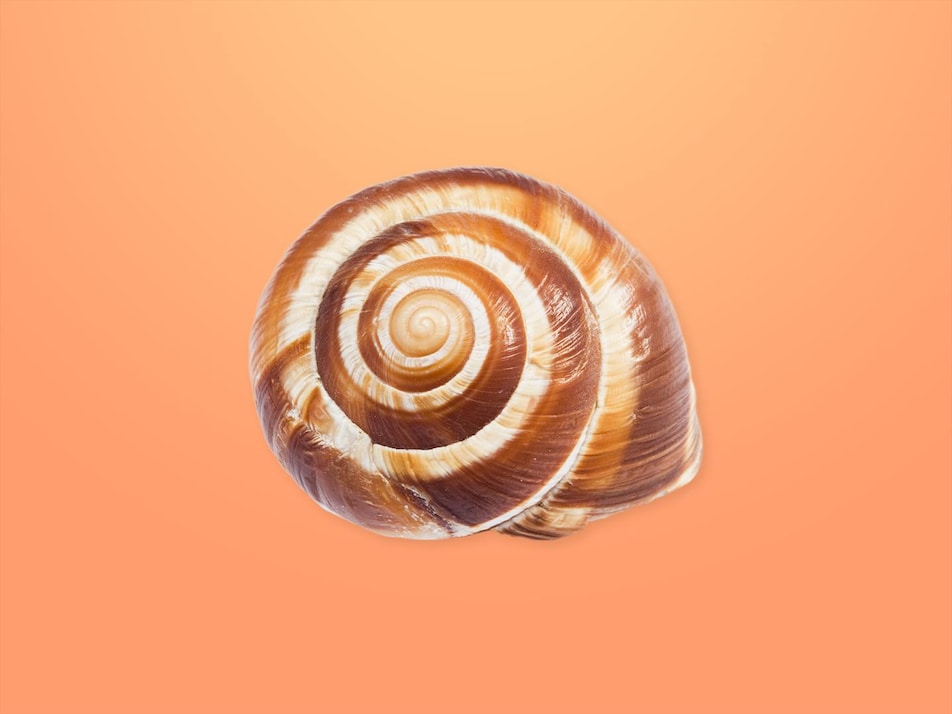 Une coquille d'escargot.