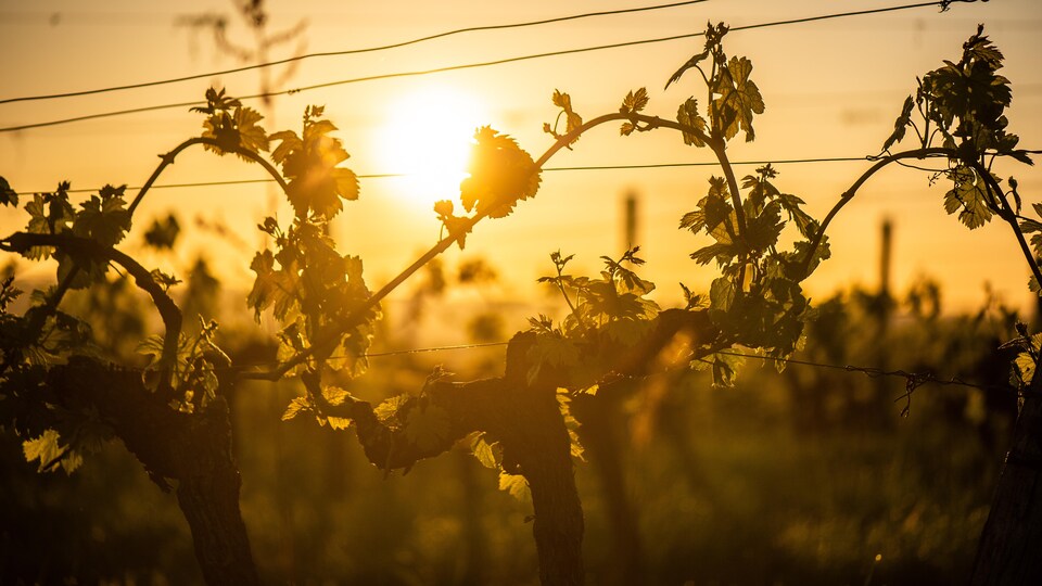 Des vignes au coucher du soleil.