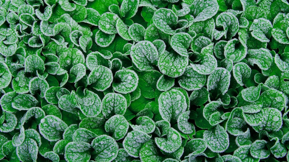 Des petites feuilles de laitues sont couvertes de gel.