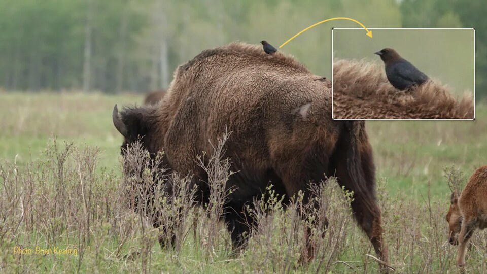 Un oiseau est posé sur le dos d'un bison dans un paysage de prairie.