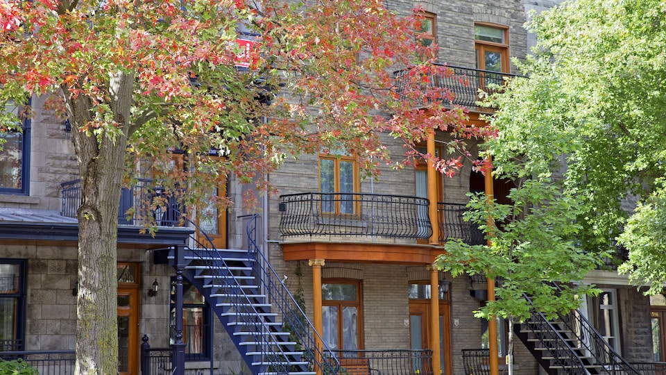 Deux arbres à l'automne devant des appartements sur une rue à Montréal.