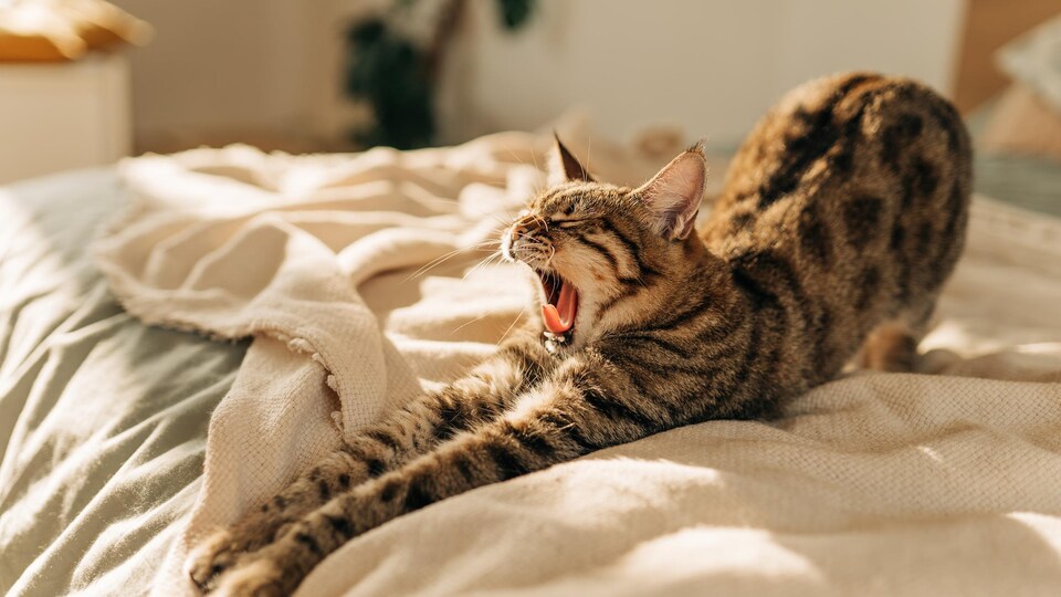 Un chat qui bâille sur un lit beige. 